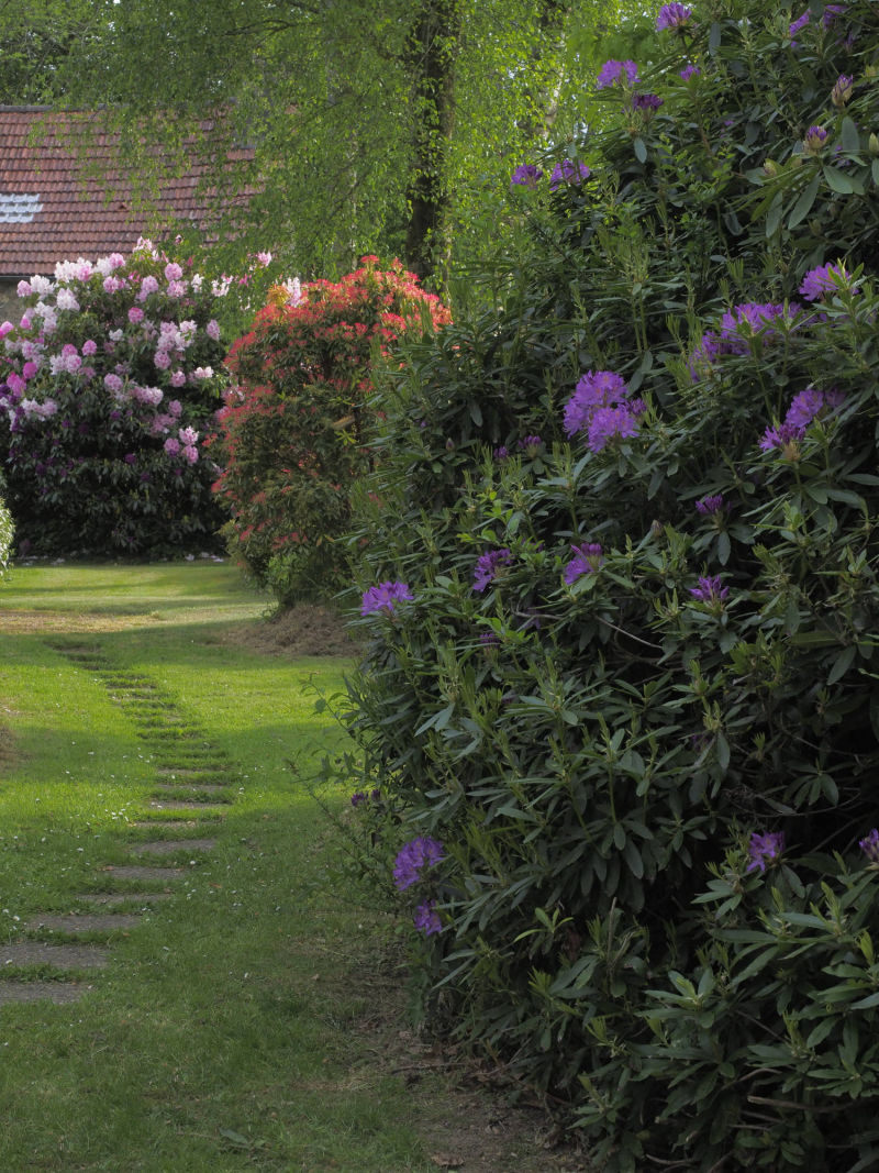 Rhododendrons