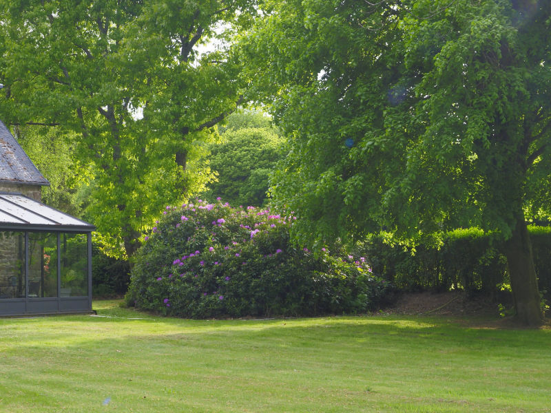 Pelouse à l'arrière de la maison